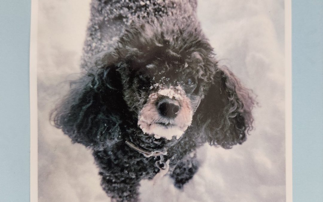 Kouki, chien noir dans la neige, 1981-1993